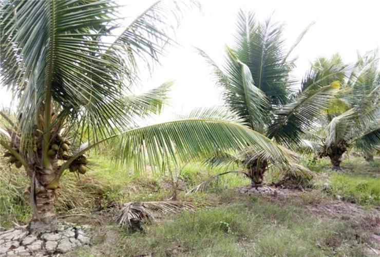 Cần bán gấp gấp đất mặt tiền Quốc Lộ 57, ngang 15*50m dài, giá 3tỷ45