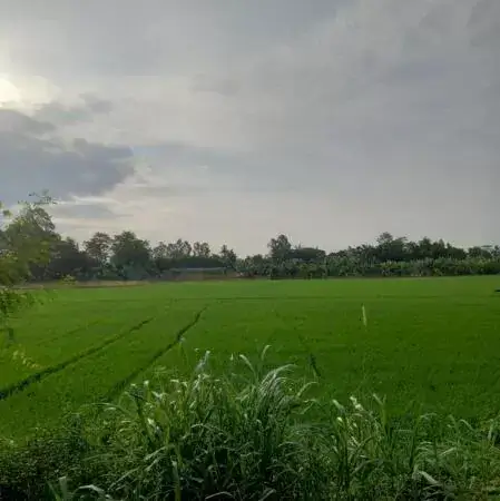 Bán 1000ha đất rừng sản xuất tỉnh Lai Châu, giá 40 tỷ