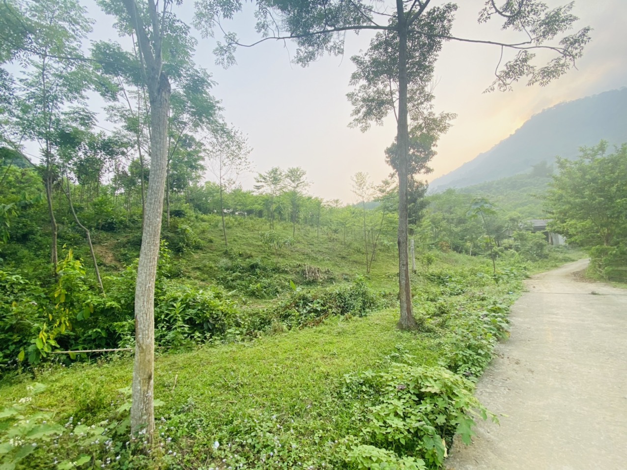 Duy nhất bán nhanh 1700m Full vườn cách thị trấn Đà Bắc chỉ 1km, đằng sau là dãy núi Ba chi cực kì mát mẻ