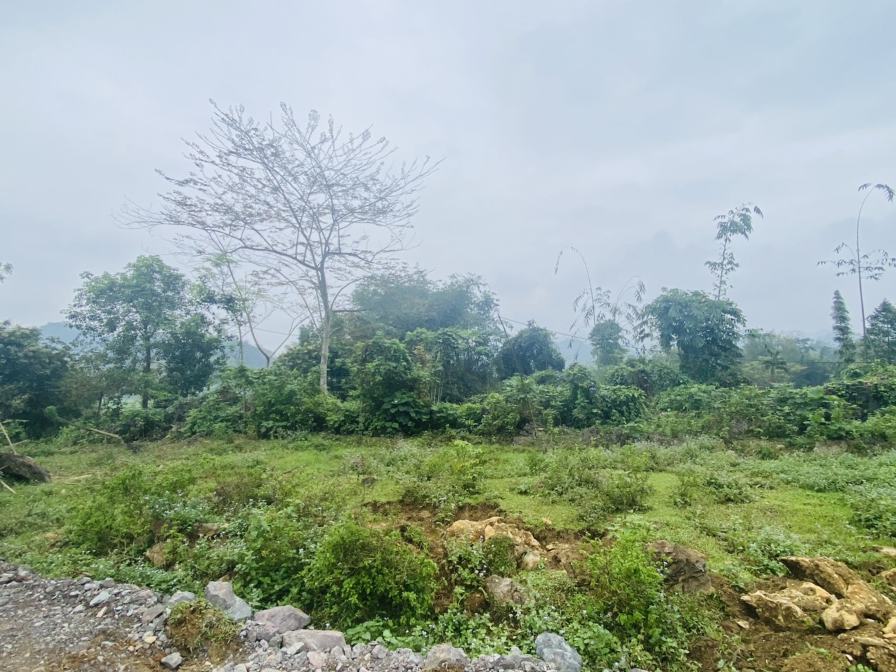 Bán đất Tân Lạc 3800m view ôm trọn cánh đồng, trong đất có suối chảy mát mẻ quanh năm giá chỉ hơn 400k/m