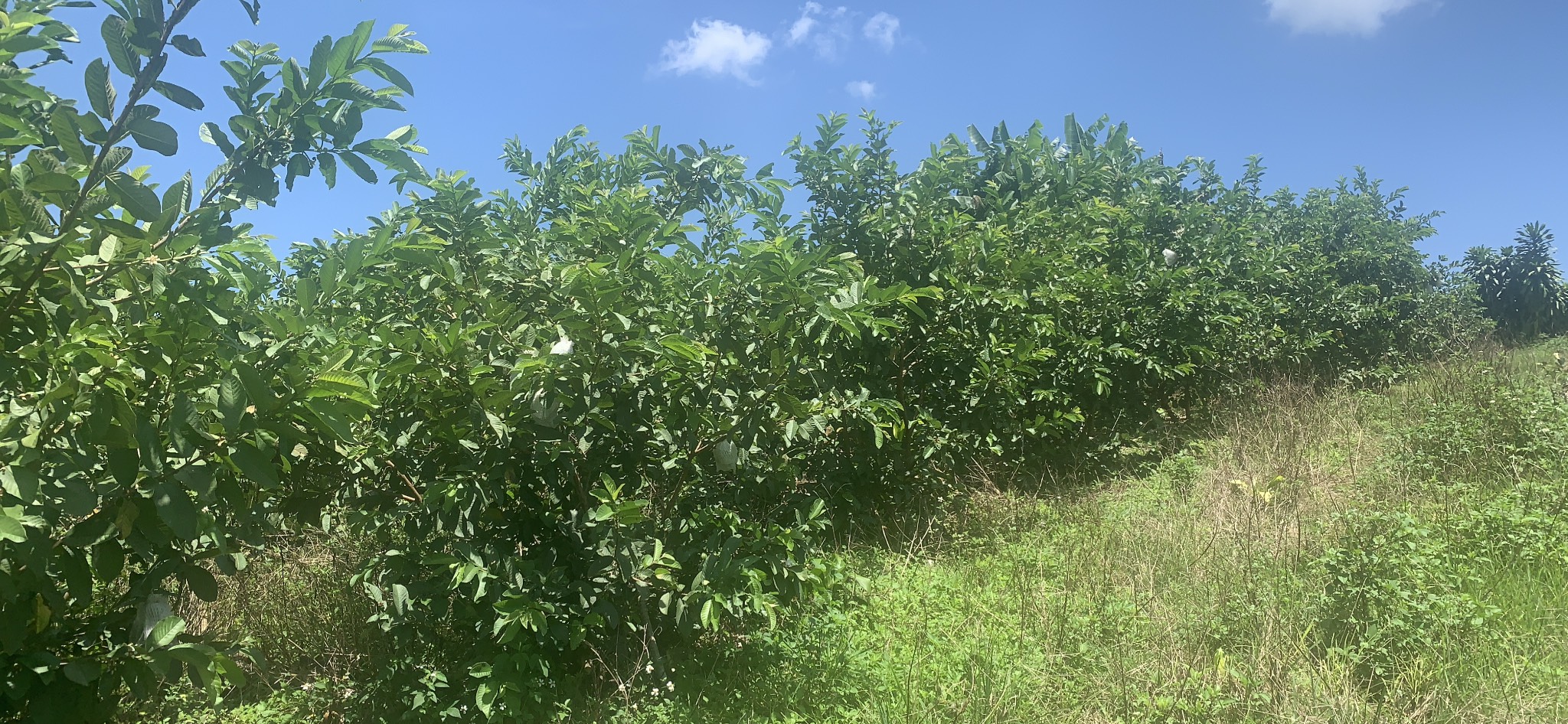 Vườn cây ăn trái . Rất thích hợp nghỉ dưỡng . Đầu tư dinh lời.