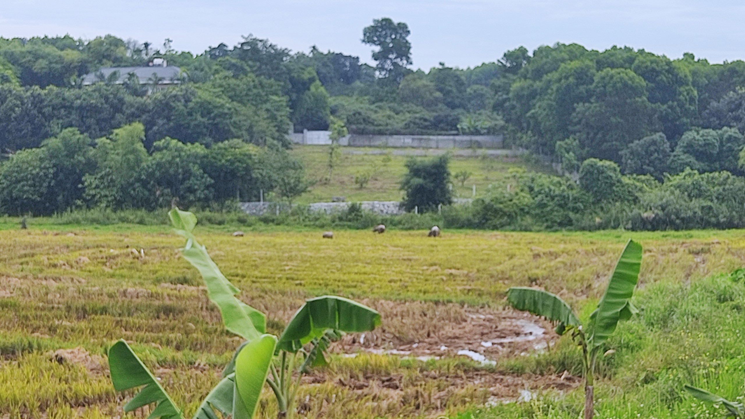 Bán gấp 3000m2 đất nghỉ dưỡng view cánh đồng có ao.