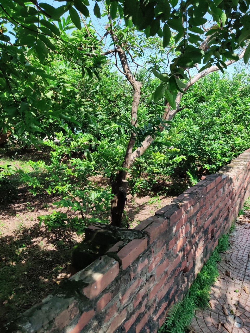 BÁN GẤP 514M ĐẤT 26TỶ-MẶT TIỀN KHỦNG-LÔ GÓC-GẦN ÔTÔ-NGỌC THỤY LONG BIÊN