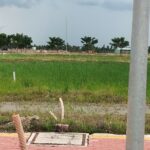 Bán Đất thổ cư - đất ở 818 Thủ Thừa 100m2 - 4
