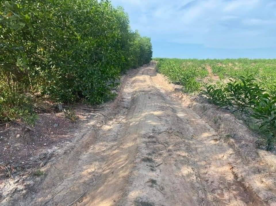 CHUYỂN NHƯỢNG GẤP 5,5 HA ĐẤT RỪNG NGAY KCN VSIP HẢI LĂNG, QUẢNG TRỊ.