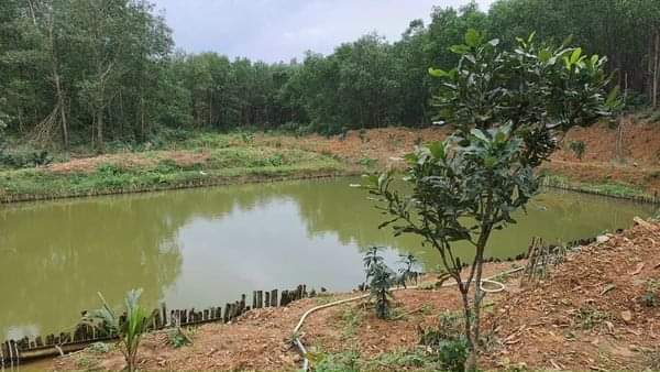 CHUYỂN NHƯỢNG GẤP LÔ ĐẤT RỪNG DIỆN TÍCH RỘNG NGAY TRUNG TÂM TP ĐÔNG HÀ