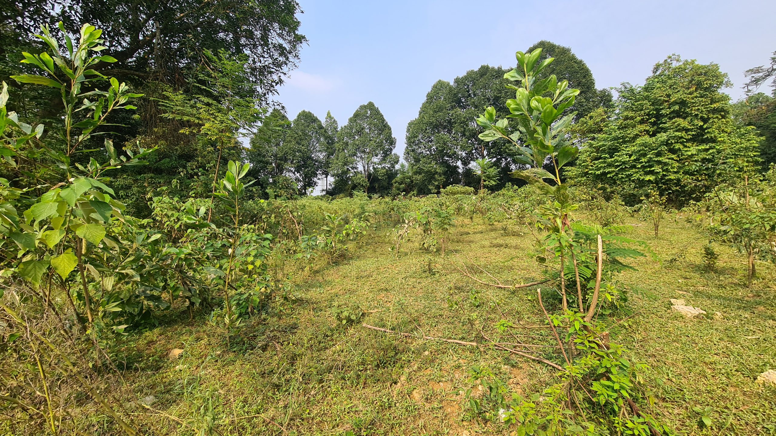 Đất lương sơn đẹp bám đường mới đường đông dương và dự án đất đấu giá phân lô