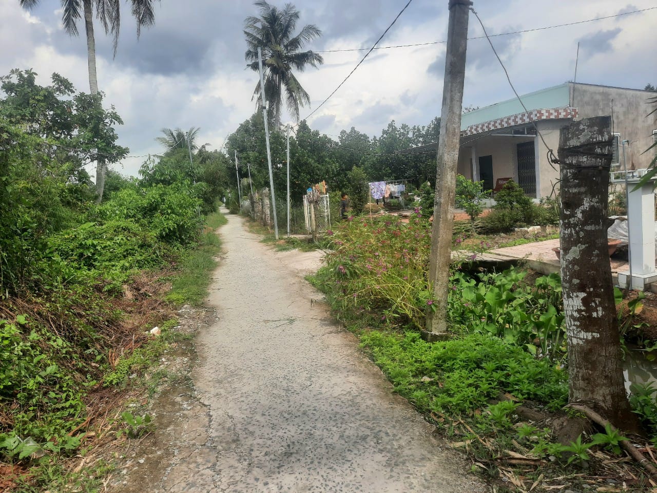 Mảnh đất vườn vuông đẹp, đang trồng mít Thái tại Thới Long - Ô Môn