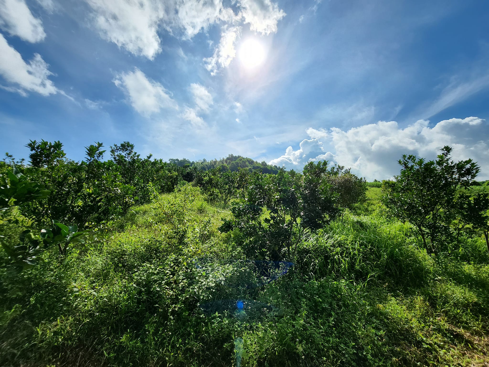 3405m2 là diện tích mảnh đất mà hôm nay e mang đến với mn Vườn bưởi tại Nam Phong