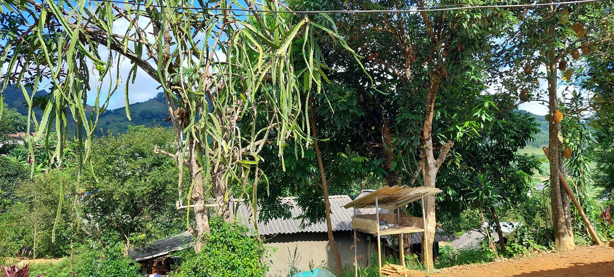 Hot vườn bưởi tại Nam Phong có 3405m2 siêu đẹp. Sẵn 1 nhà sàn xây kiên cố Thế đất