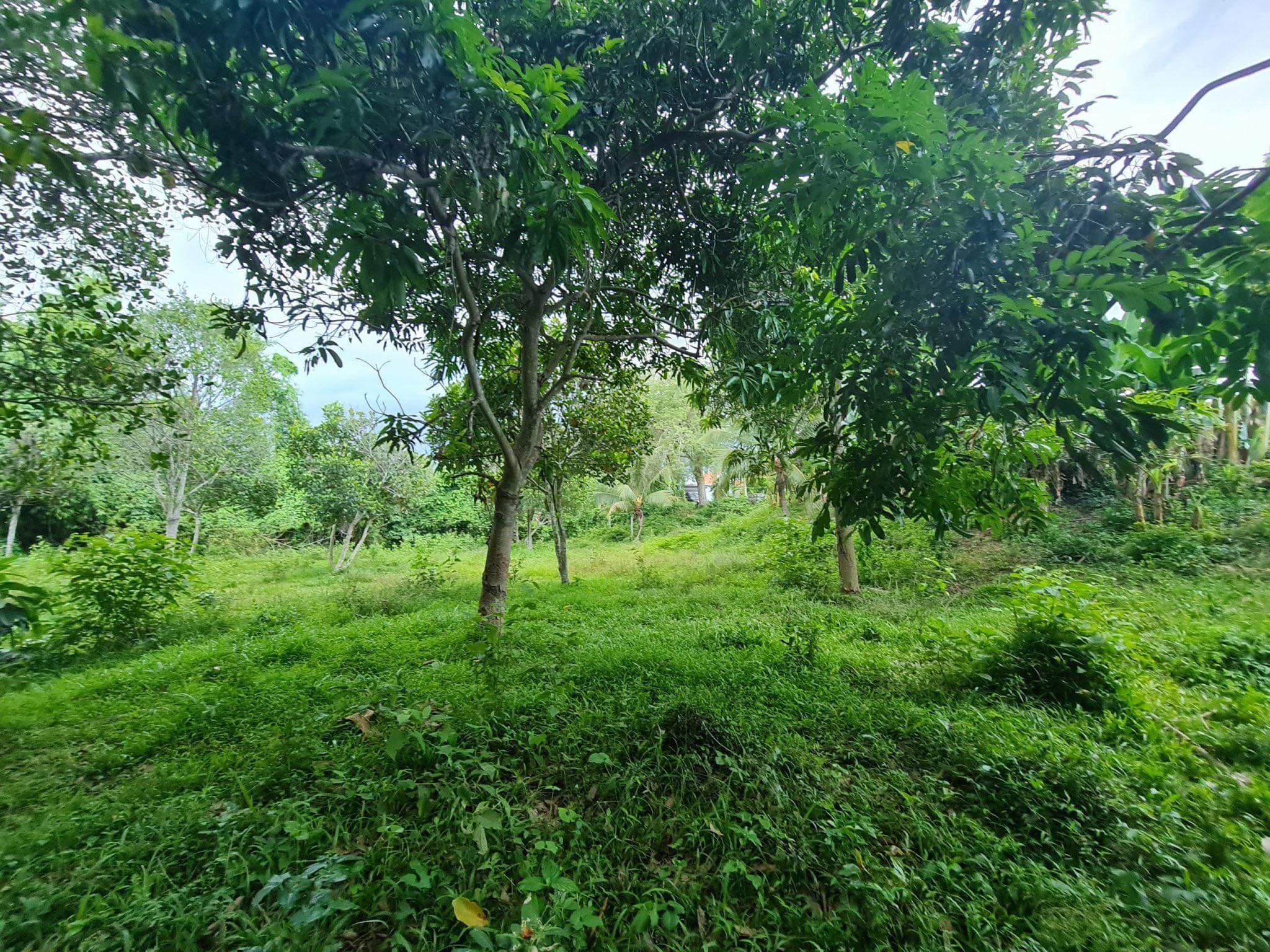 bán đất làm vườn diên lâm diên khánh khánh hòa