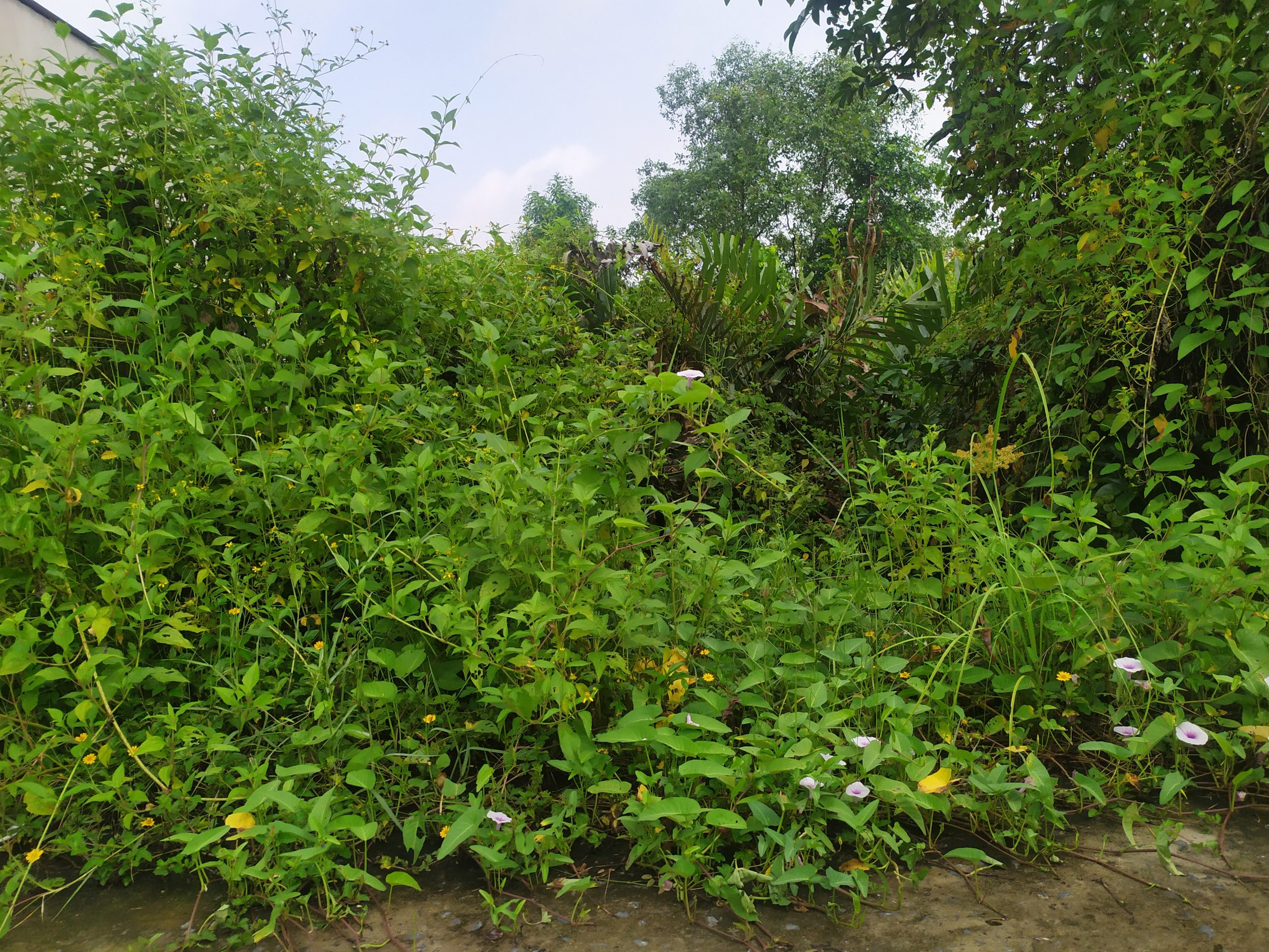 Bán đất thổ cư 86.5m2 xã Bình Khánh huyện Cần Giờ. Chỉ 1tỷ50