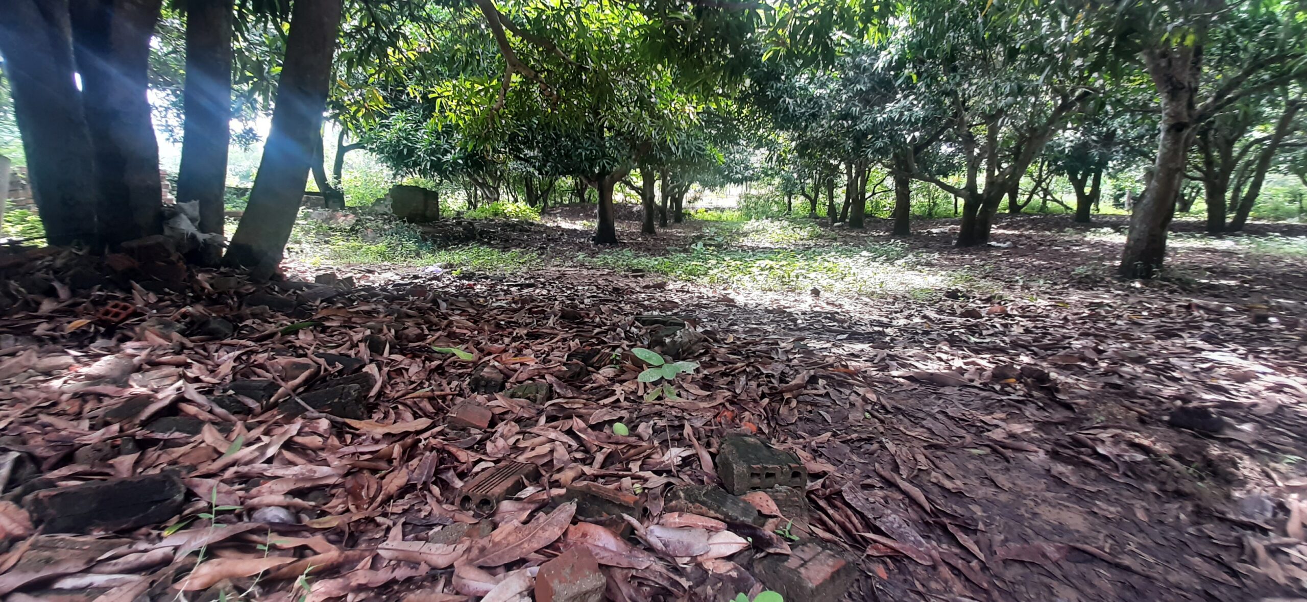 Bán đất full thổ cư có vườn xoài ở Vĩnh Phương