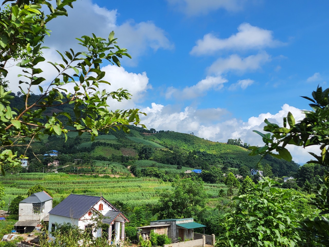 Một căn nhà be bé, một mảnh vườn to to ạ Với tổng diện tích 3405m2 có hẳn 1580m2 thổ cư. Sẵn một nhà sàn