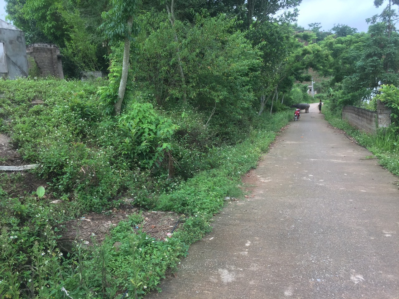 Bán Đất Mộc Châu - CHÍNH CHỦ CẦN BÁN Mảnh Đất 2529m2, 400m TC Bản Lả Mường Chiềng Sơn