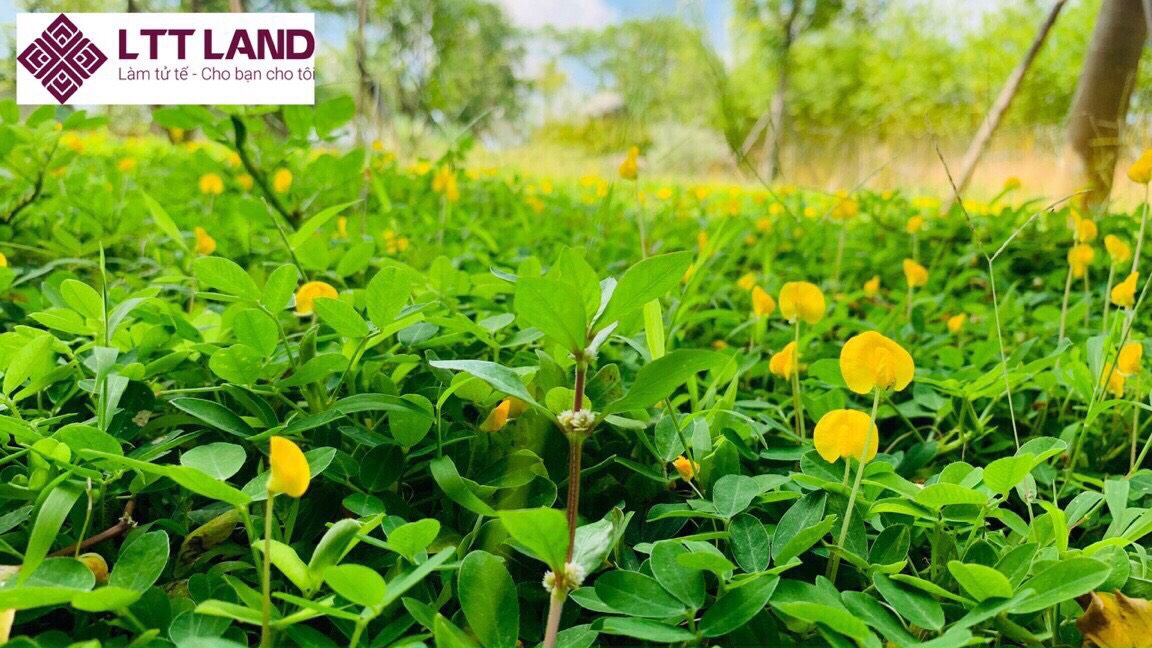 Cần bán nhanh Sản phẩm 216m2 khu đô thị fpt block b3-31