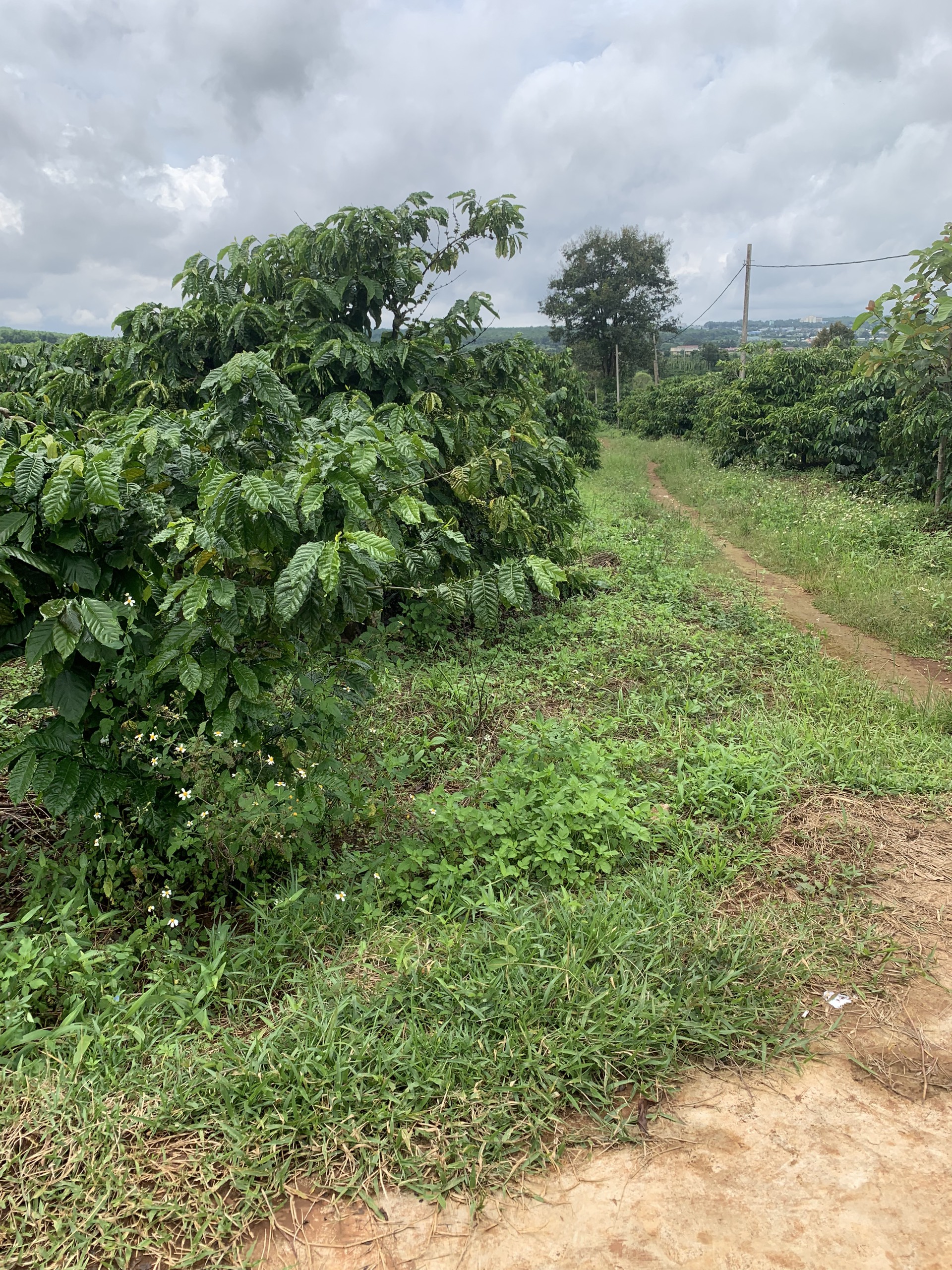 Chính Chủ Cần Bán Đất Tại Phường Chi Lăng