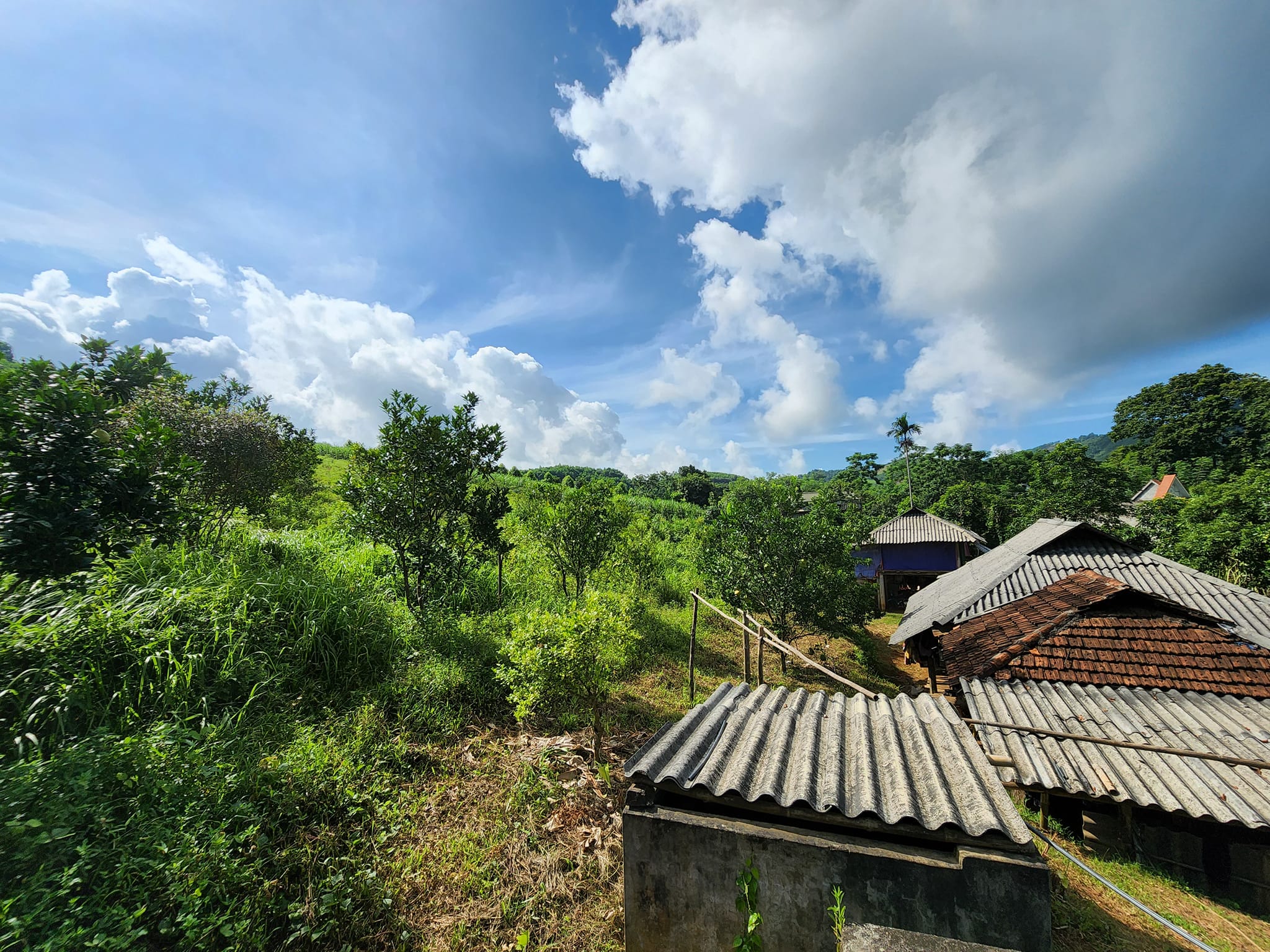 Vườn bưởi tại Nam Phong có sẵn nhà sàn sây, vườn bưởi đang có quả