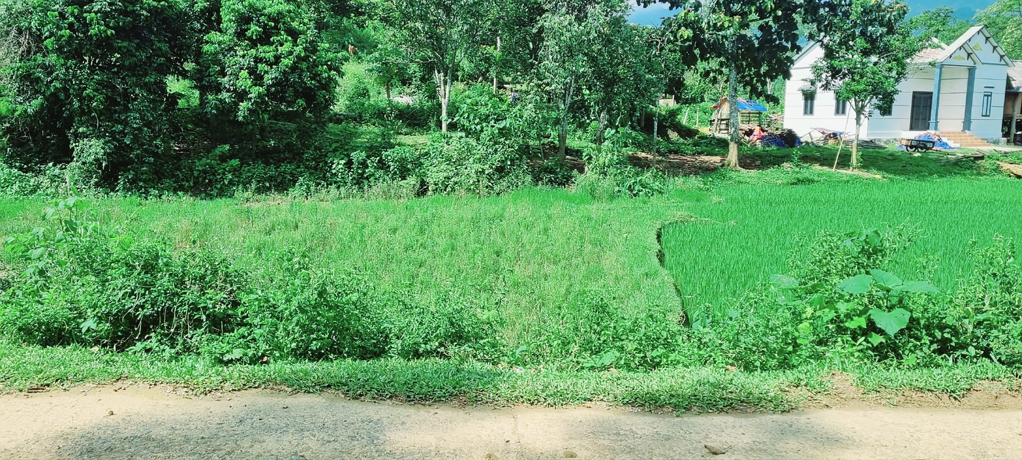 2700m2 (200m2 ONT + CLN) Tại Xóm Đung, xã Phú Vinh, Tân Lạc, Hòa BìnhThế đất thoải đẹp view cánh đồng