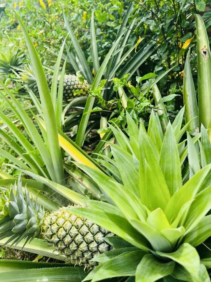 Bán Lô Đất Khánh Thượng Khánh Vinh View Suối thích Hợp nghĩ dưỡng