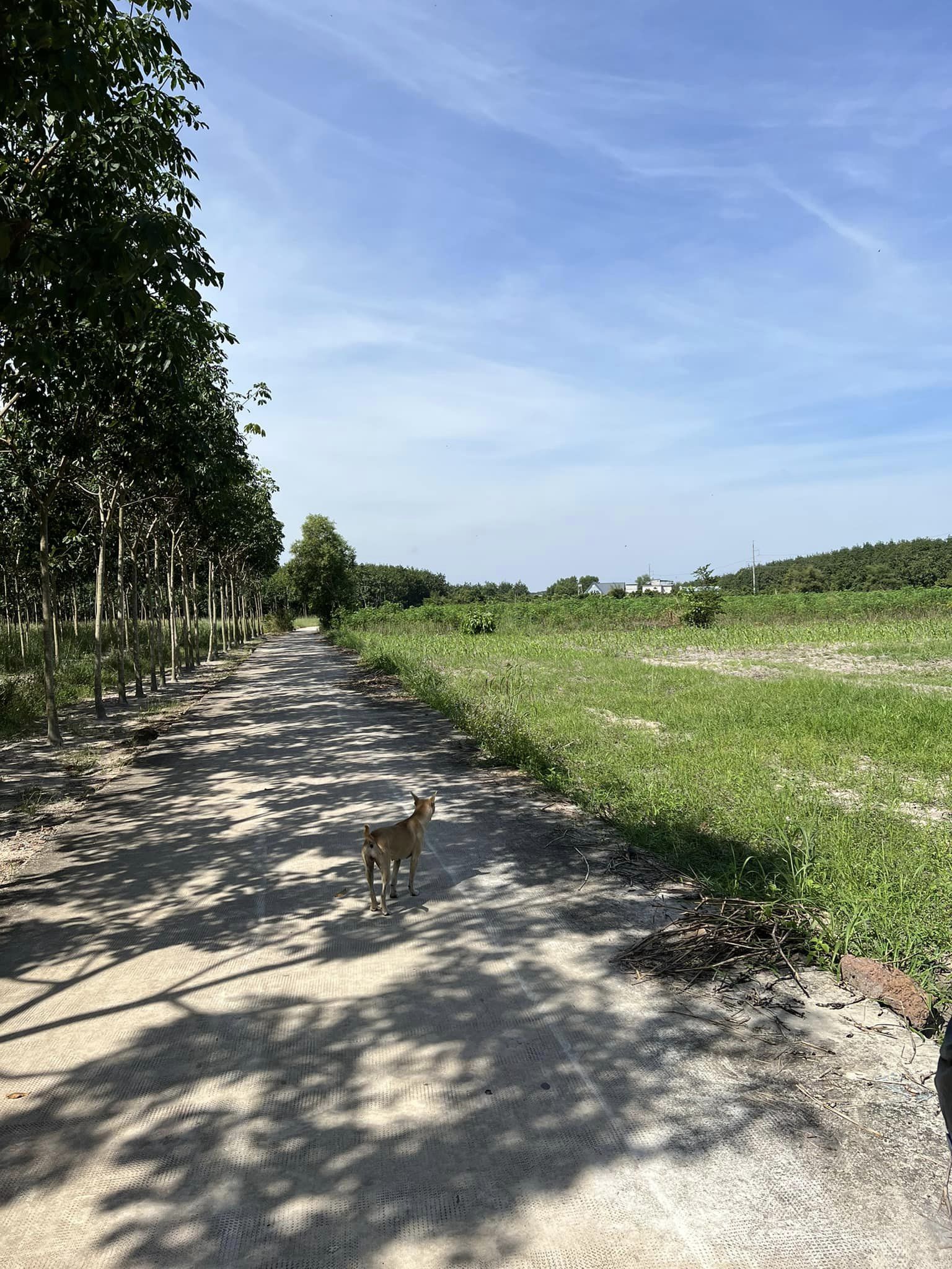 bán rẻ 500m2 đất thị xã Chơn Thành, gần trung tâm và sát kcn becamex