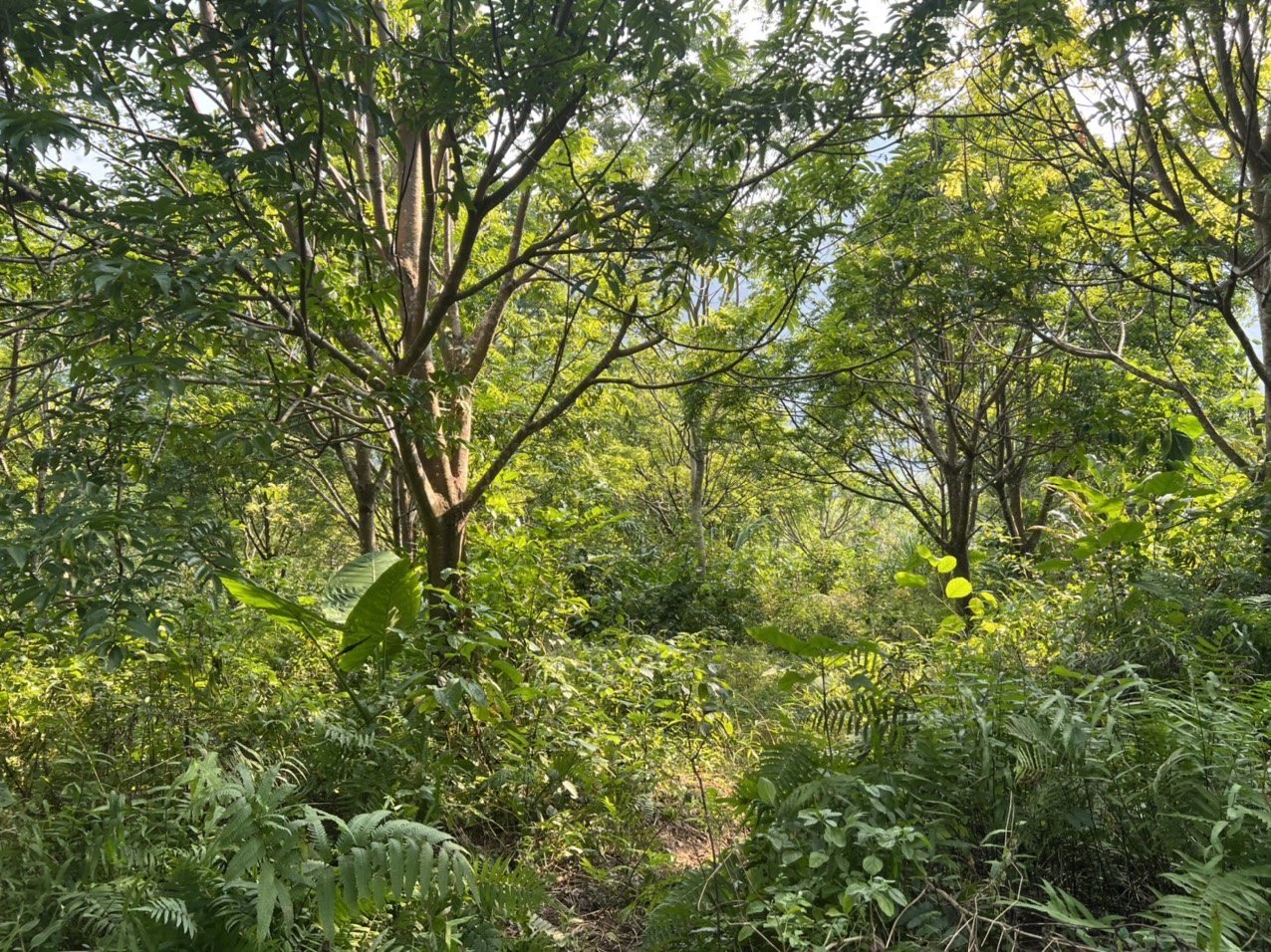 Đất Đà Bắc siêu phẩm nghỉ dưỡng có suối, đất bằng phẳng giá nhỉnh tỷ