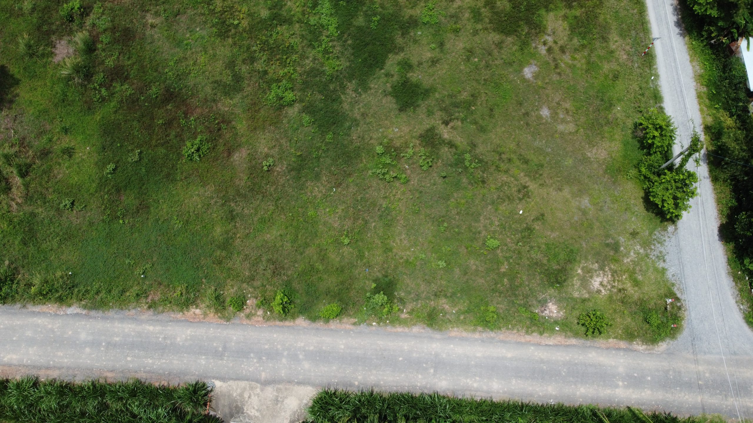 chính chủ cây da hàng đẹp đường nhựa