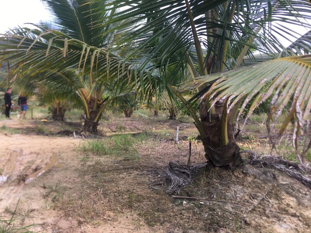 Chính chủ cần bán 6,6 sào Phú Thịnh, Tân Phú, Đồng Nai