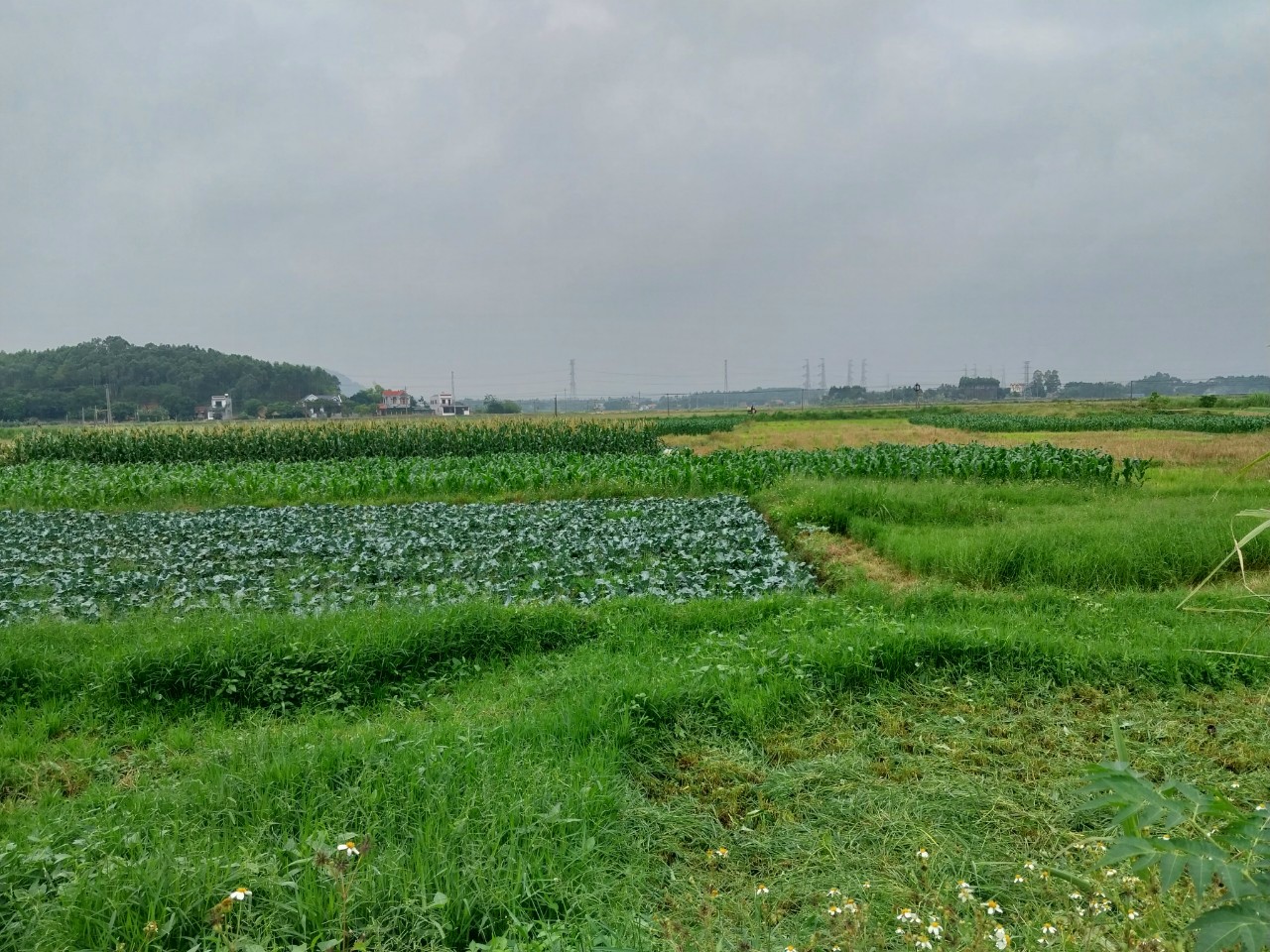 Chính chủ cần bán lô đất tặng nhà thôn cam Lâm xã minh quang huyện Tam Đảo Vĩnh Phúc, diện tích 1308,8m, tc 350m