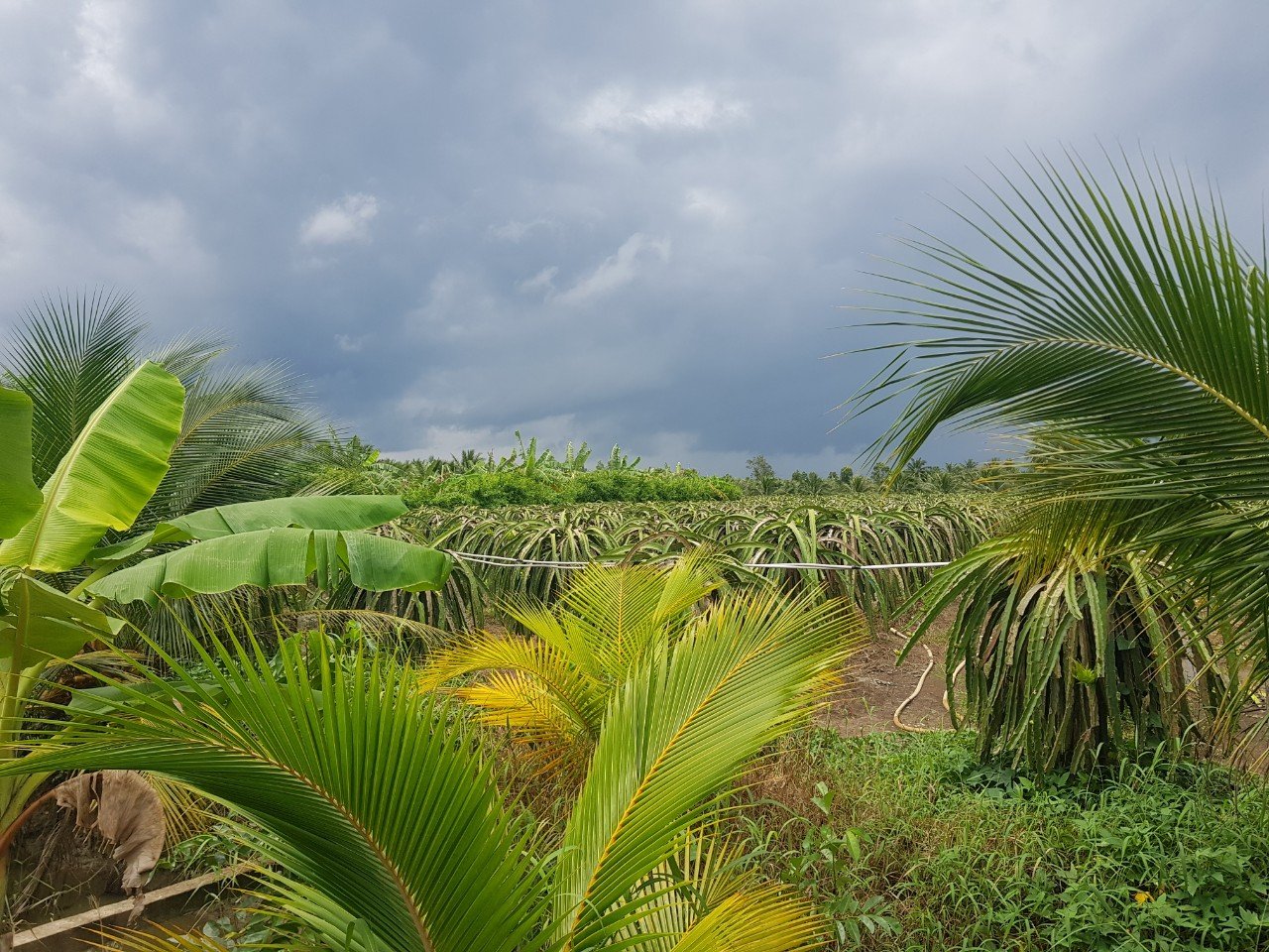 Bán nhanh 2 công đất mặt tiền xã Thanh Bình - Chợ Gạo Tiền Giang