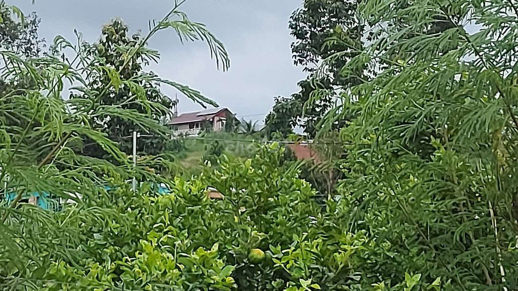 CHÍNH CHỦ BÁN 5 SÀO ĐẤT SỔ HỒNG RIÊNG TL767-VĨNH TÂN-VĨNH CỬU