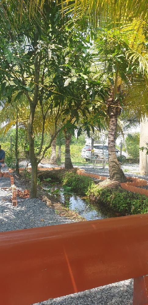 Bán nhà vườn Bình Lợi Bình Chánh hẻm xe hỏi vào đến nhà 3241m2 chỉ 6 tỷ 6 thương lượng