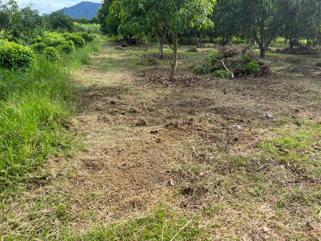BÁN HƠN 2000M ĐẤT SẴN VƯỜN XOÀI SUỐI TIÊN - DIÊN KHÁNH -KHÁNH HOÀ 1,8TRIỆU /M2 ( 3 TỶ 679)