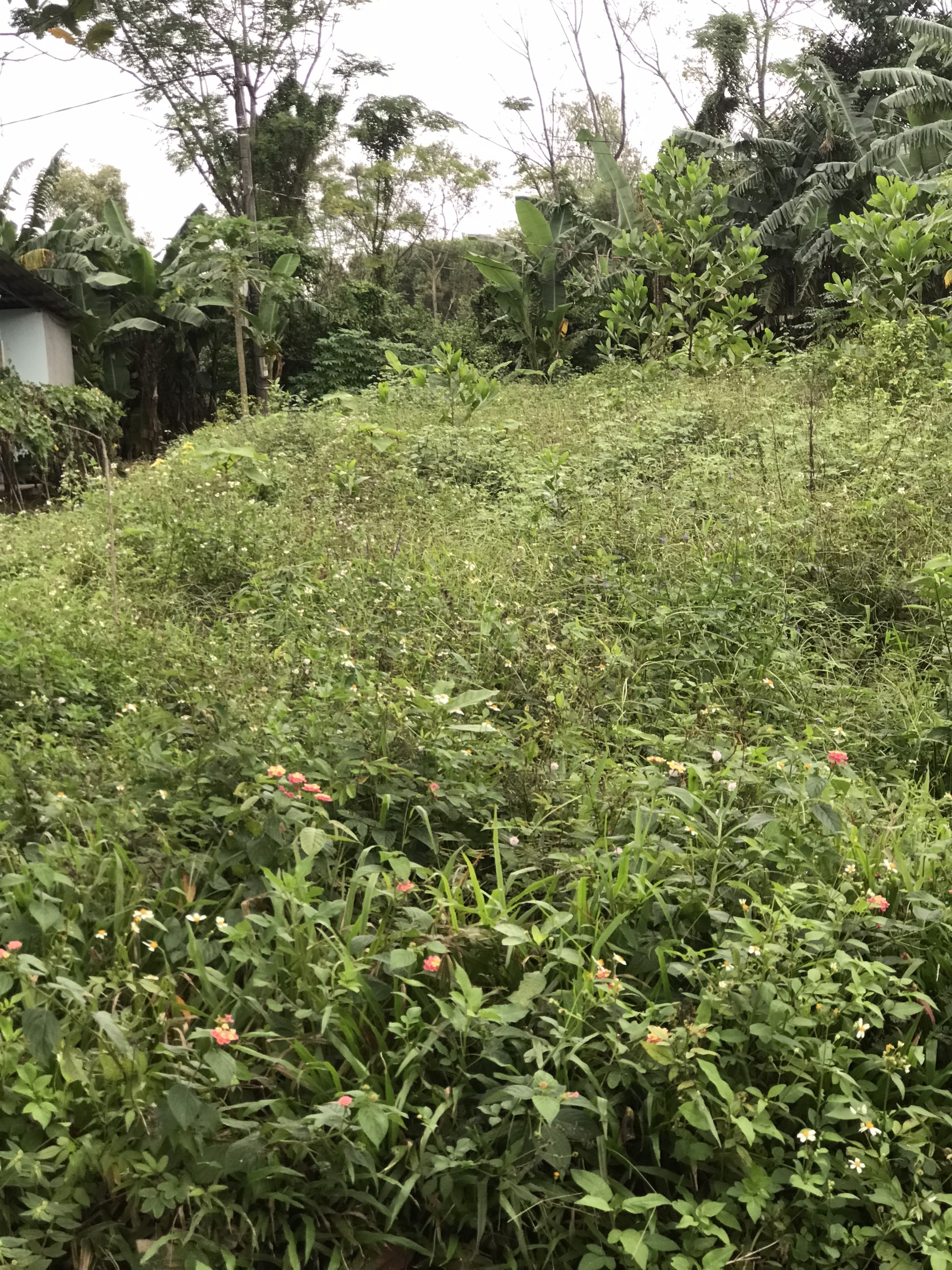 CẦN BÁN GẤP ĐẤT ĐẸP MT NGUYỄN TRÃI TT CAM LỘ, DT 6x18,5 GIÁ 350TR. LH: 097.248.74.74