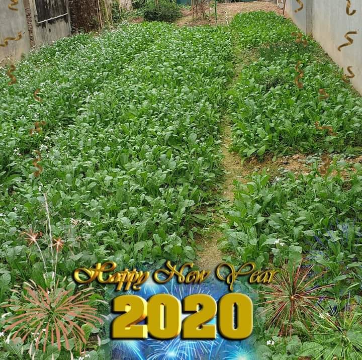 Bán đất tại xã Thanh Hưng, huyện Điện Biên, tỉnh Điện biên