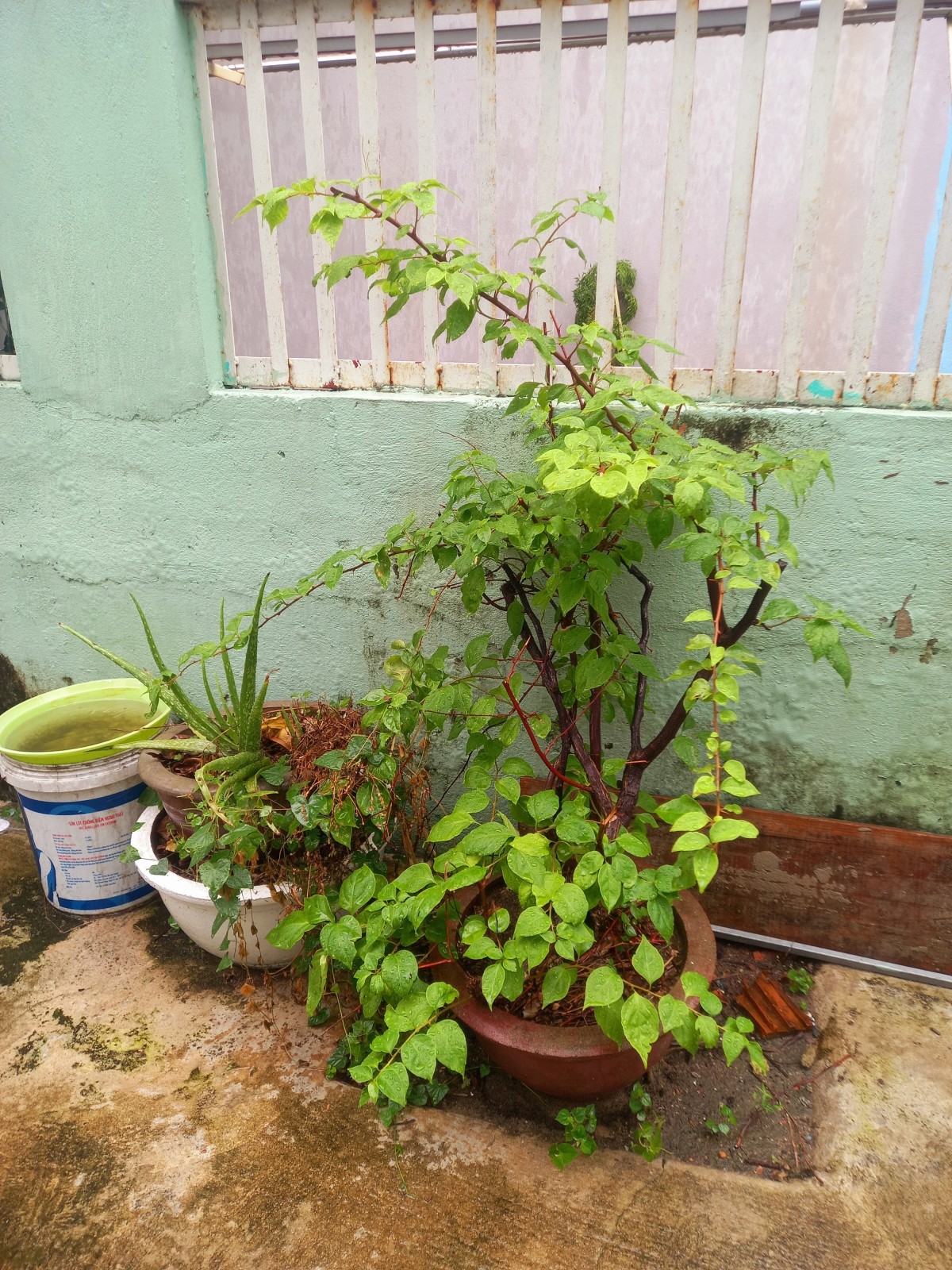 Bán đất tặng nhà cấp 4 diện tích khùng Hoà Cường Bắc hải Châu