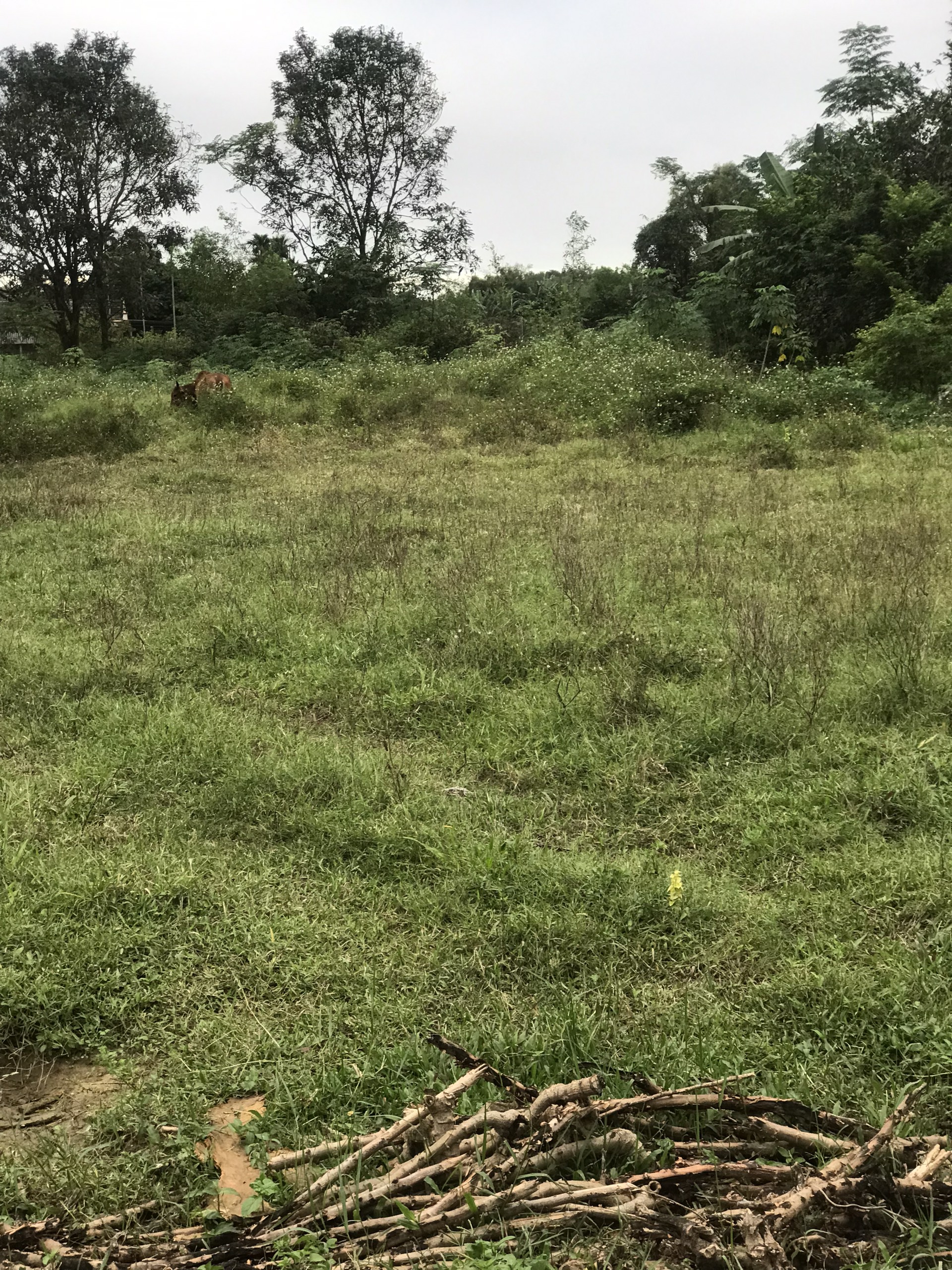 BÁN ĐẤT VÙNG VEN ĐÔNG HÀ, LÂM LANG - CAM LỘ. DT: 6x24m GIÁ 320TR- LH: 097.248.74.74