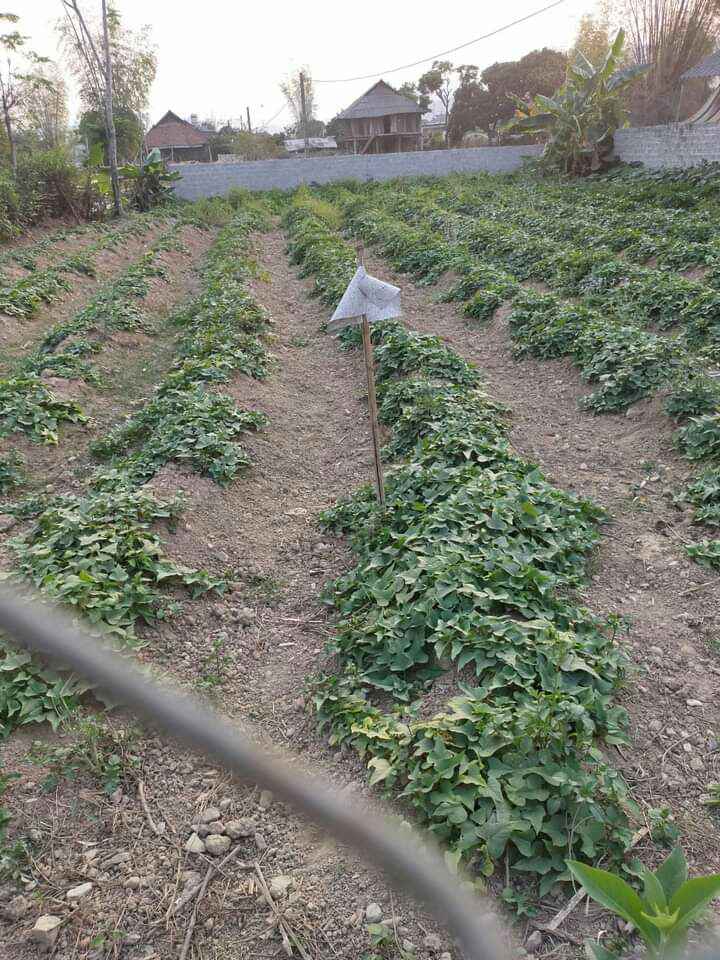 Bán đất xã Thanh Chăn, huyện Điện Biên, tỉnh Điện Biên.