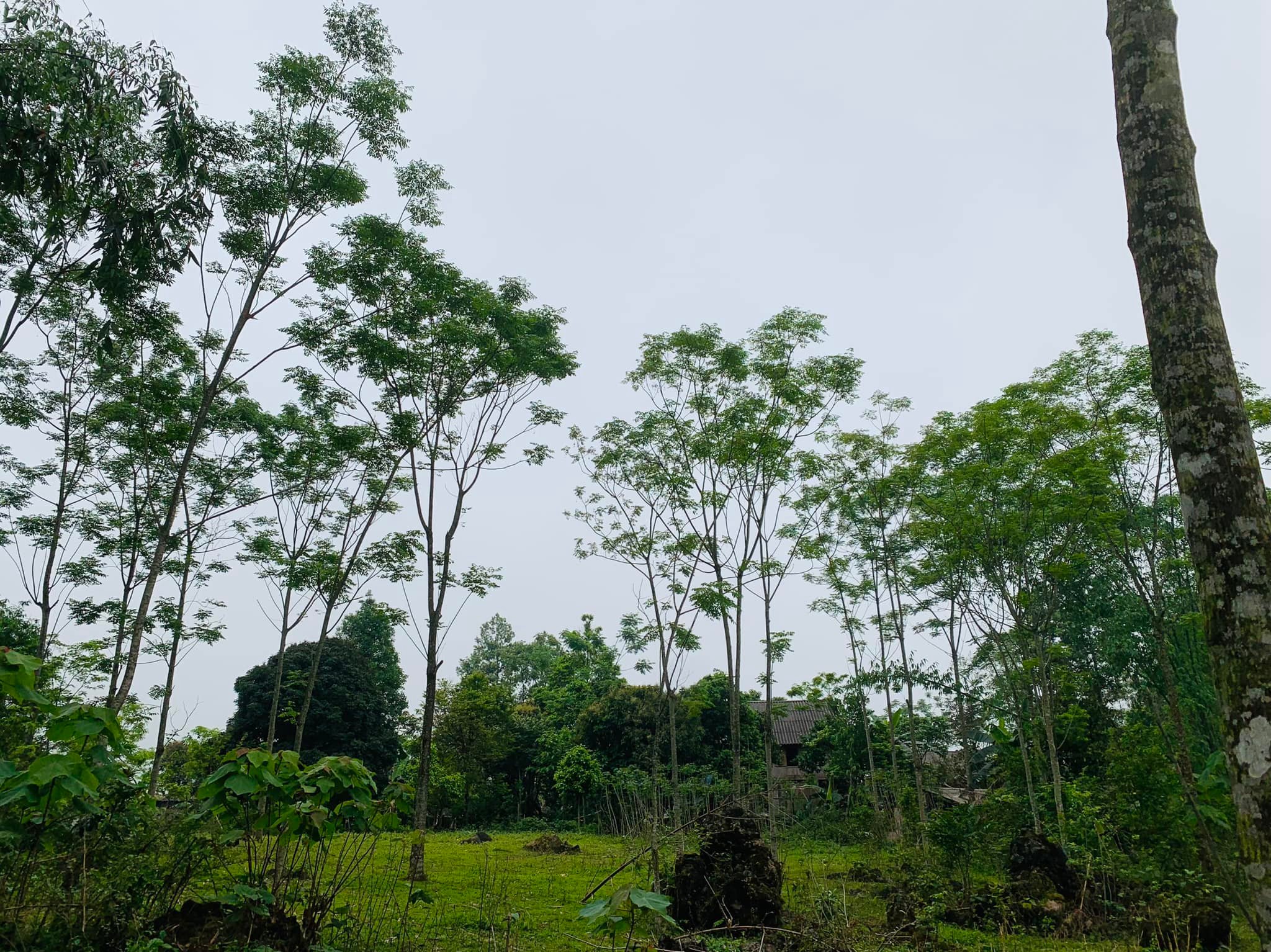 có siêu phẩm Diện tích 7500m có 350ont còn lại CLN tại Khan Hò- Mai Châu. Mai Châu được ví như