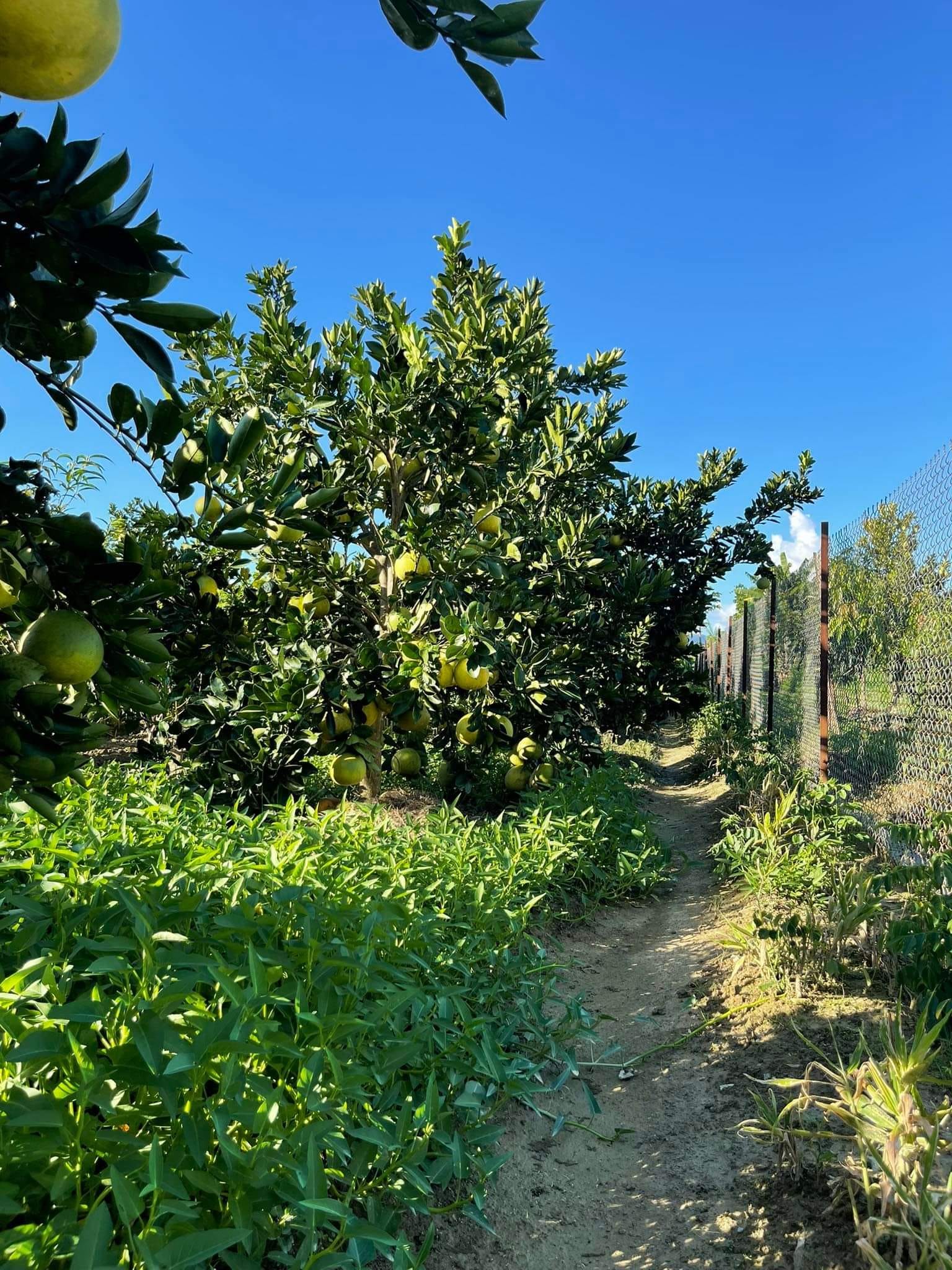 Bán đất trang trại khu cầu Bản Phủ, huyện Điện Biên