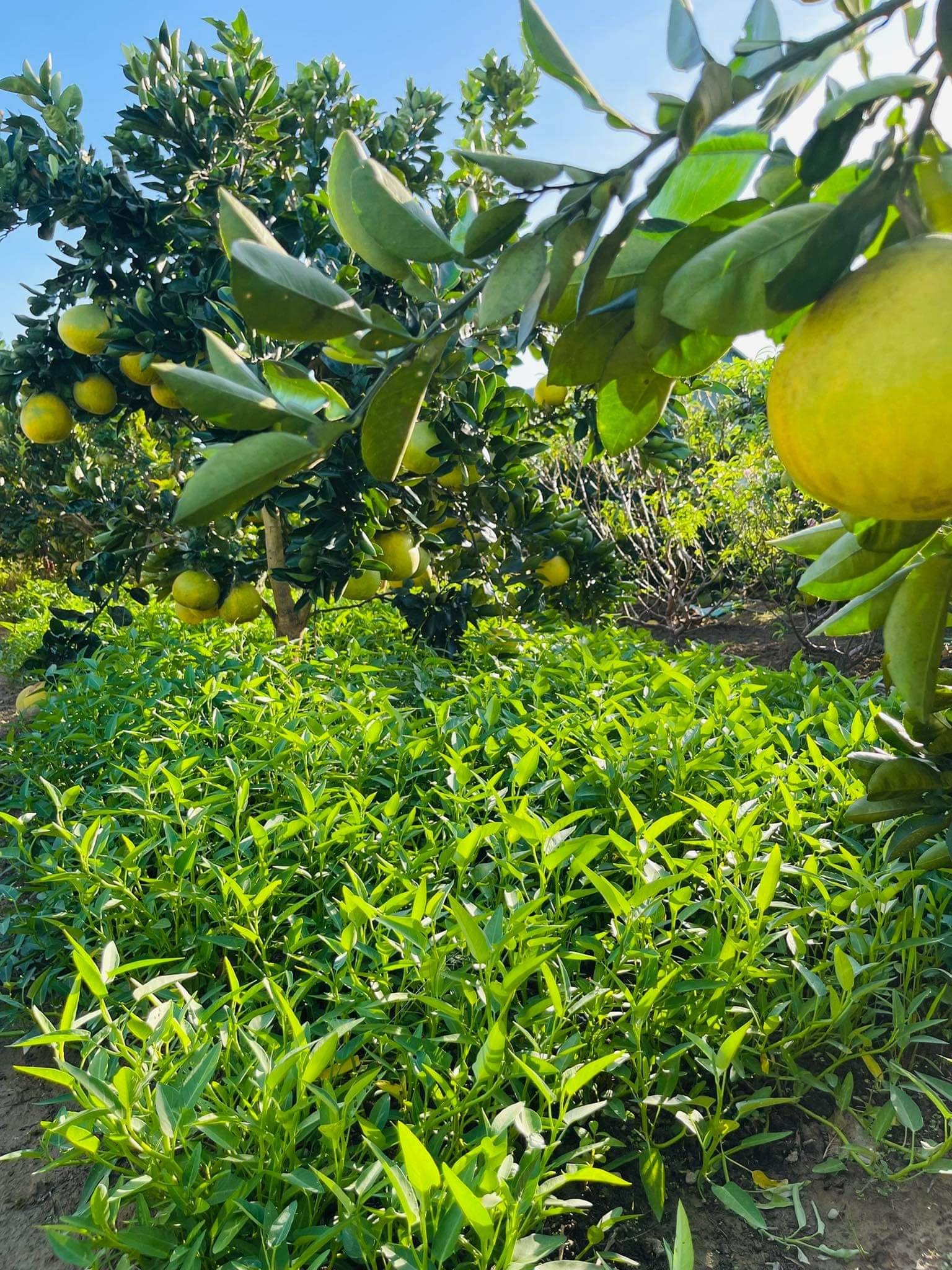 Bán đất trang trại tại Bản Vang, xã Pá Khoang