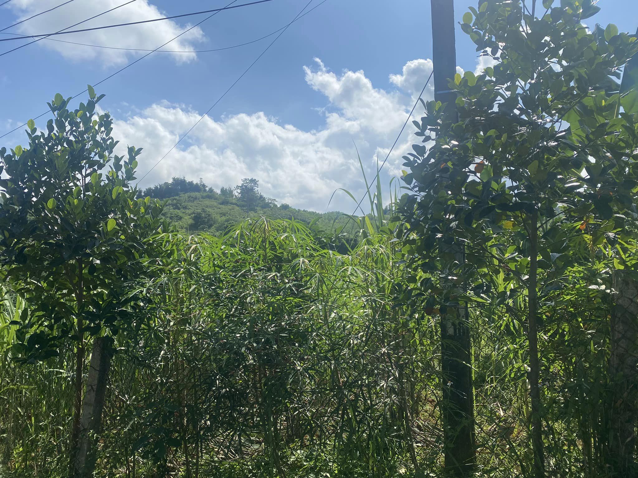 Có ngay đất đẹp giá rẻ Cao Phong Cơ hội sở hữu bds liền kề dự án tại Cao Phong Diện tích 1600m Chỉ cách