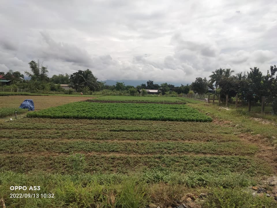 Bán đất thẳng cầu C4 vào khu bãi màu Thanh Hưng, huyện Điện Biên