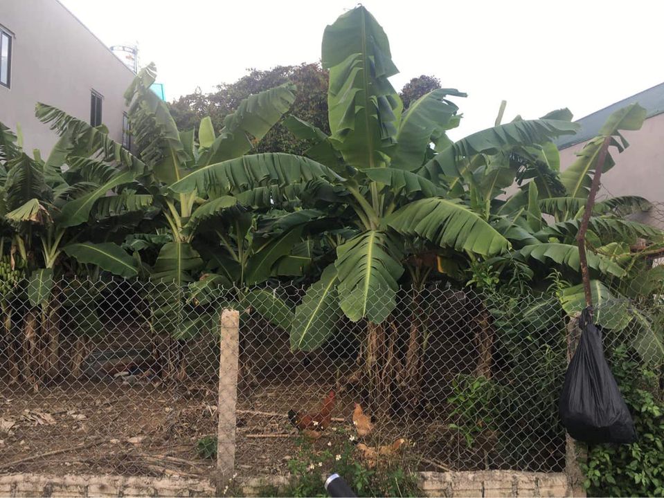 Bán đất ở cổng UBND xã Thanh Hưng