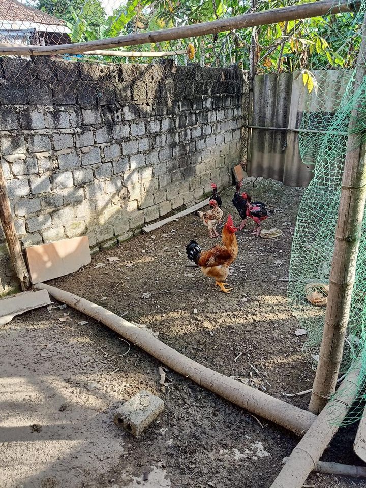 Bán nhà cấp 4 giá rẻ tại đội 4A xã Thanh Hưng.