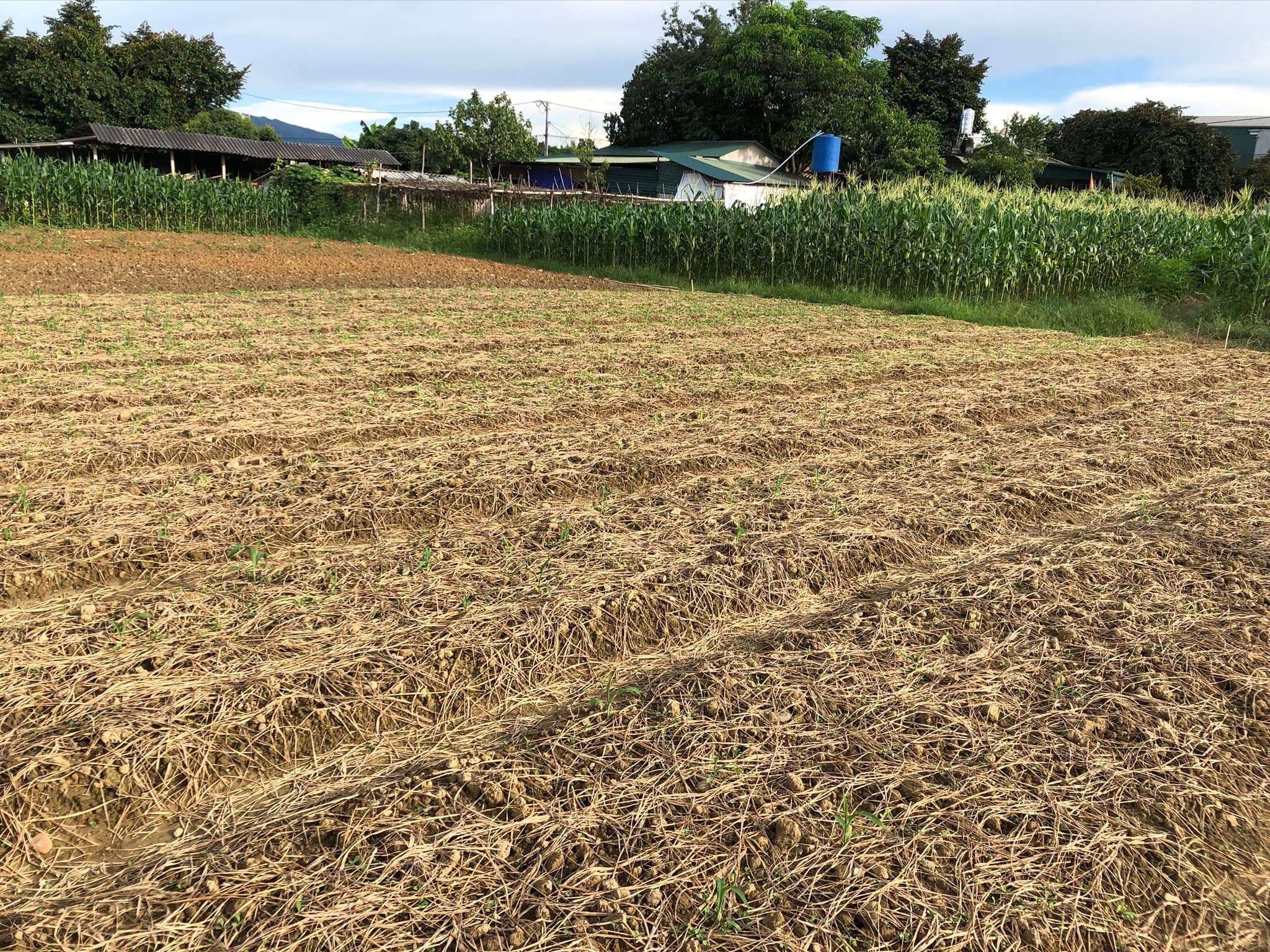 Cần bán đất gần bờ mương Thanh Hưng, huyện Điện Biên