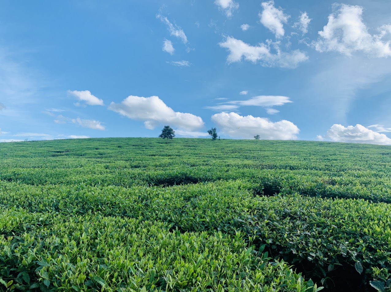 BÁN ĐẤT TRUNG TÂM MỘC CHÂU VIEW ĐỒI CHÈ CỰC ĐẸP GIÁ RẺ