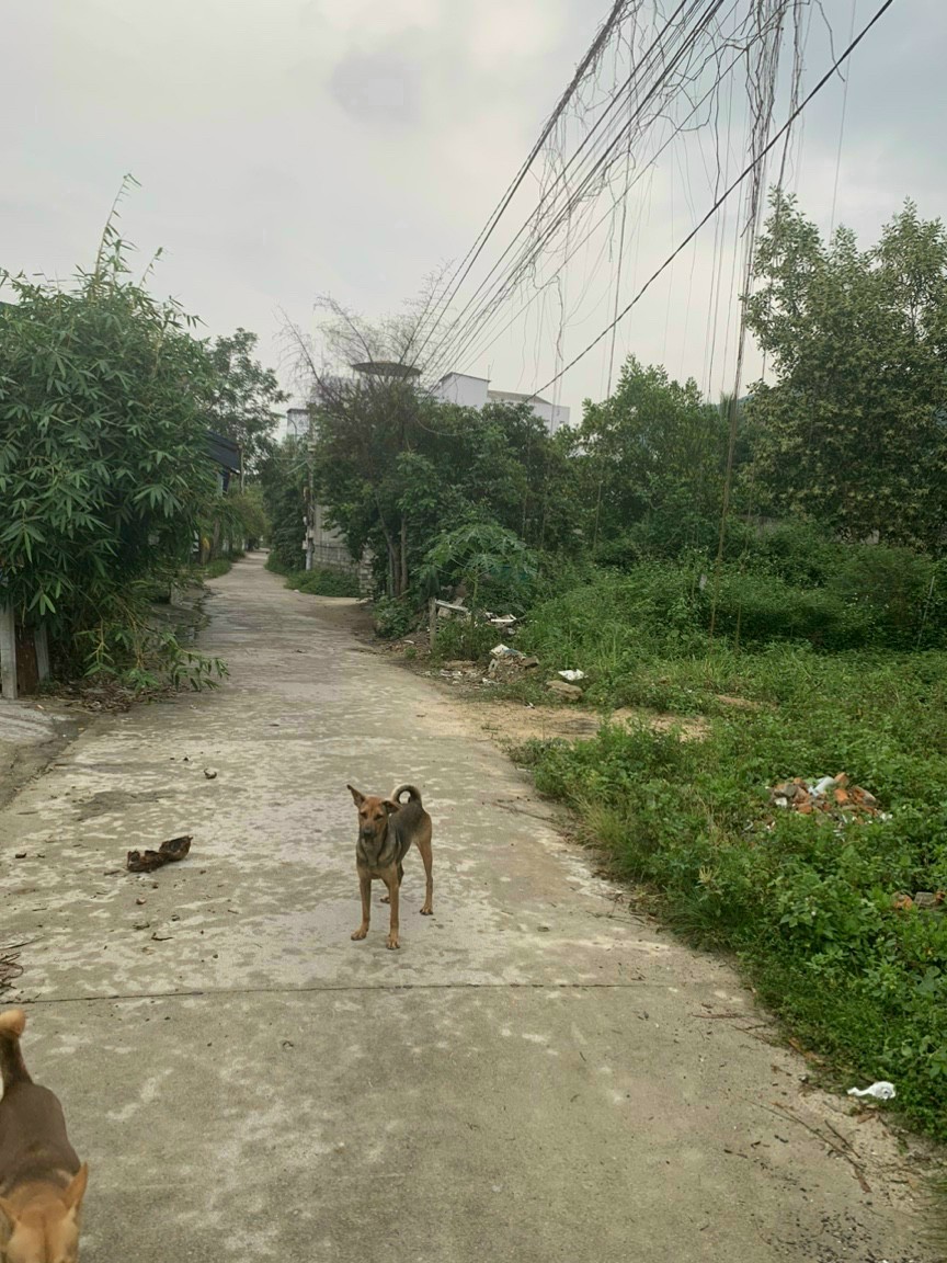 Đất nền khánh hòa, nhà phố triệu đô , nhà mặt phố khánh hòa. Chính chủ hạ giá Bán đất gần trục đường Phong Châu