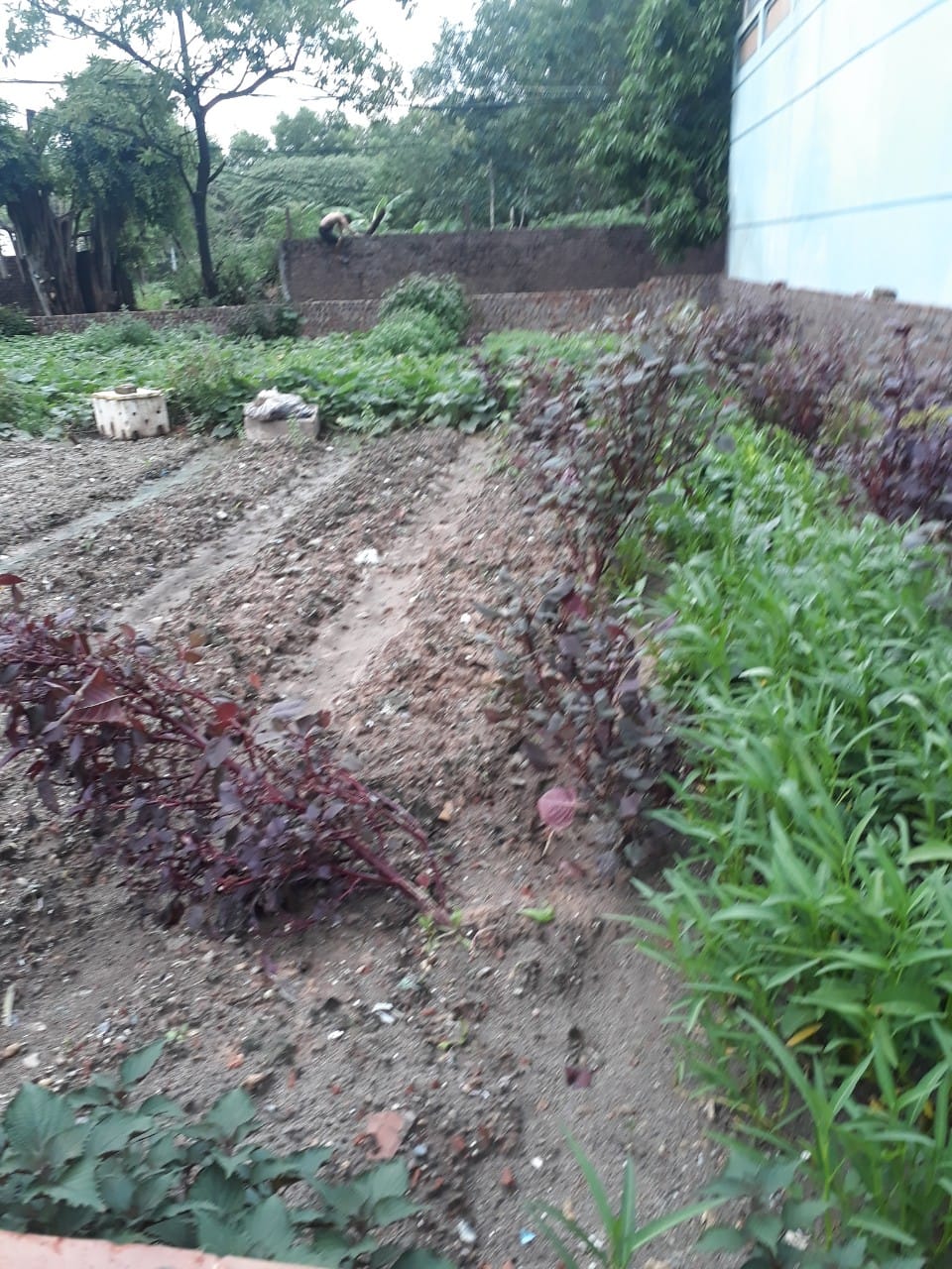 Bán đất Phú Thượng, Tây Hồ, lô góc, 2 mặt thoáng. 35m, MT 3.6m, giá 2 tỷ 550 triệu.