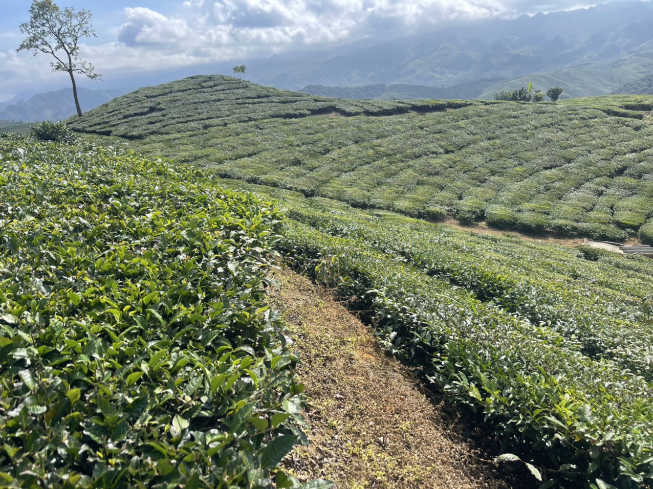 3000m2 MỘC CHÂU MẶT ĐƯỜNG RỘNG 8M VIEW ĐỒI CHÈ THUNG LŨNG GIÁ RẺ